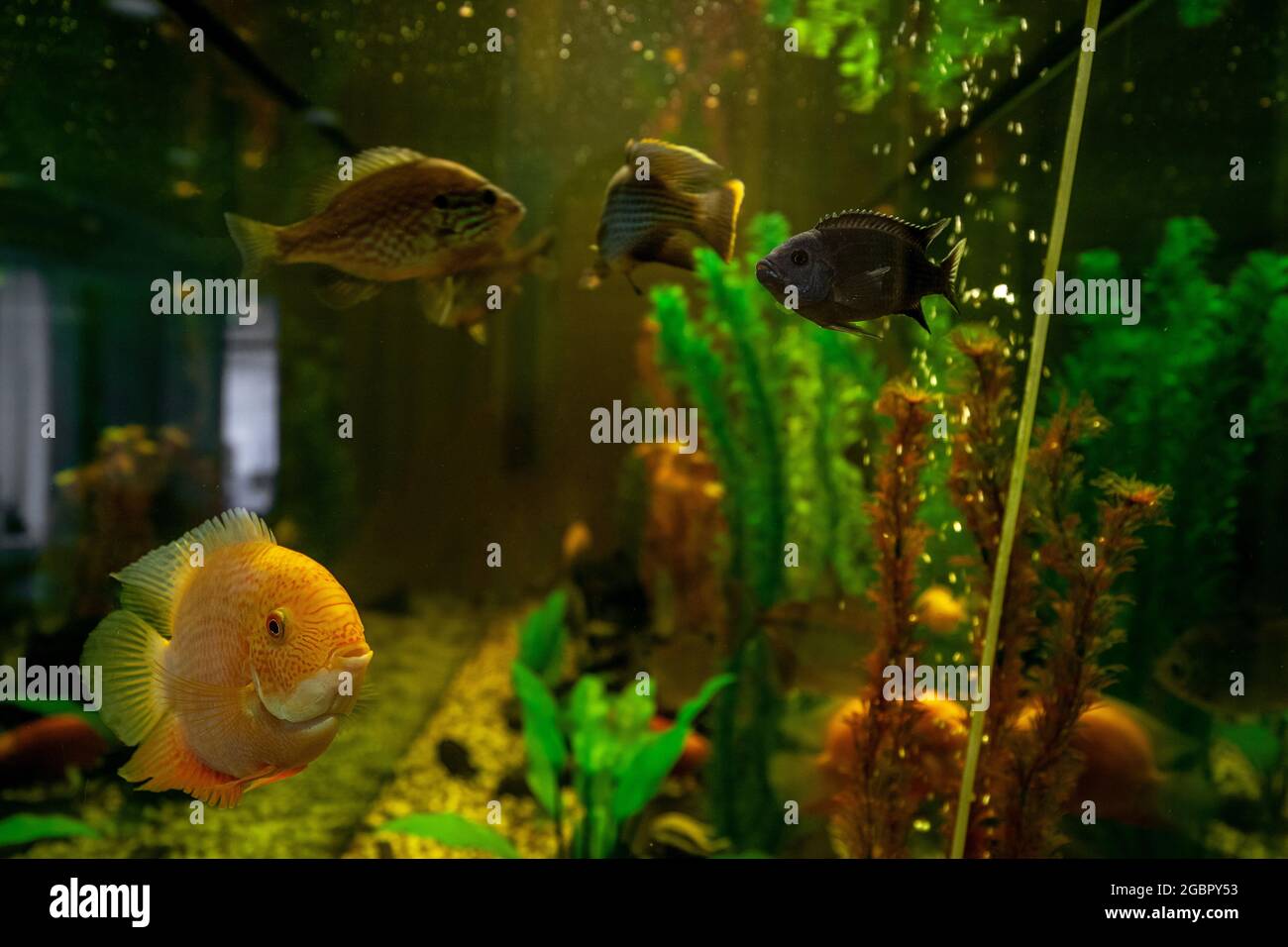 Exotic fish swimming in water among plants behind glass of aquarium Stock Photo