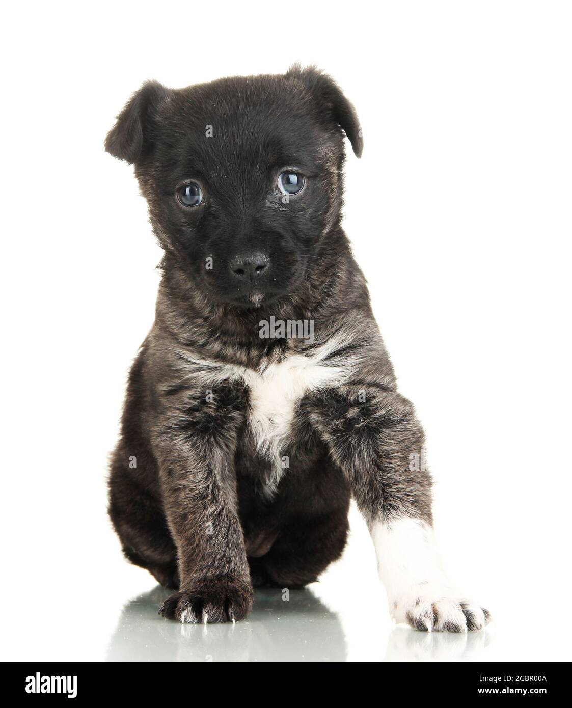 Cute puppy isolated on white Stock Photo - Alamy