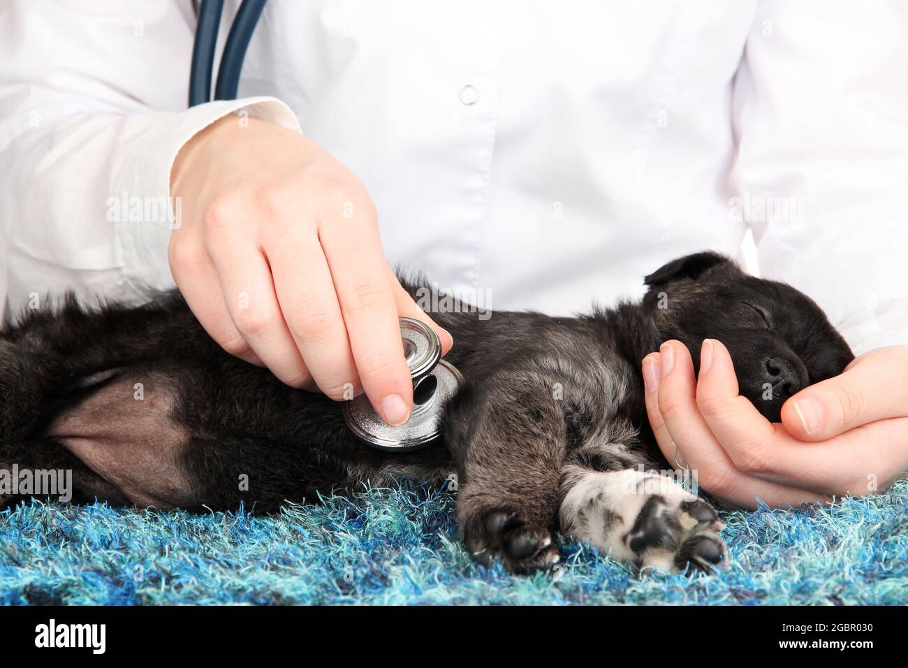 Vet Checking The Heart Rate Of Puppy Stock Photo Alamy