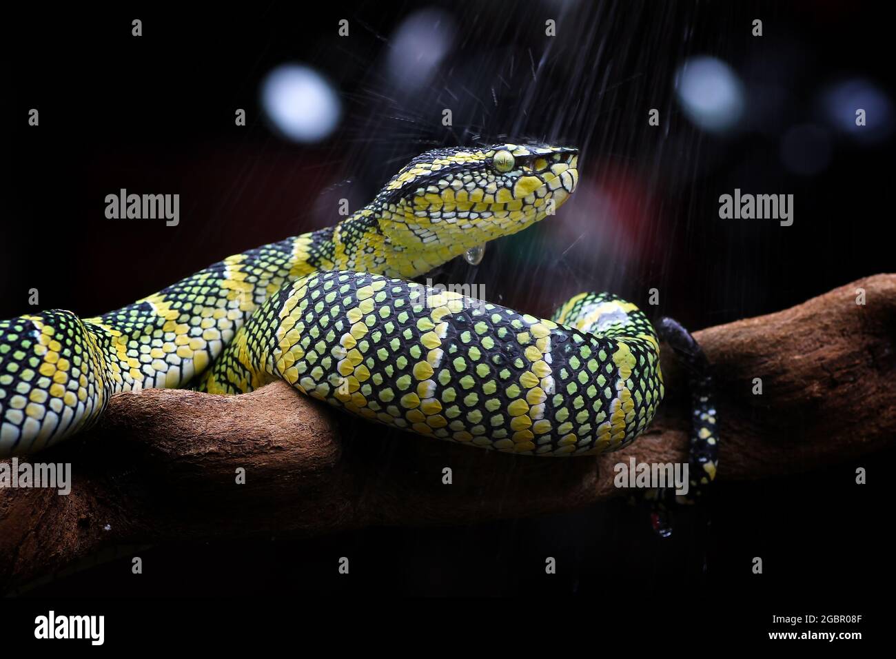 wagleri pit viper snakes, tropidolaemus wagleri Stock Photo