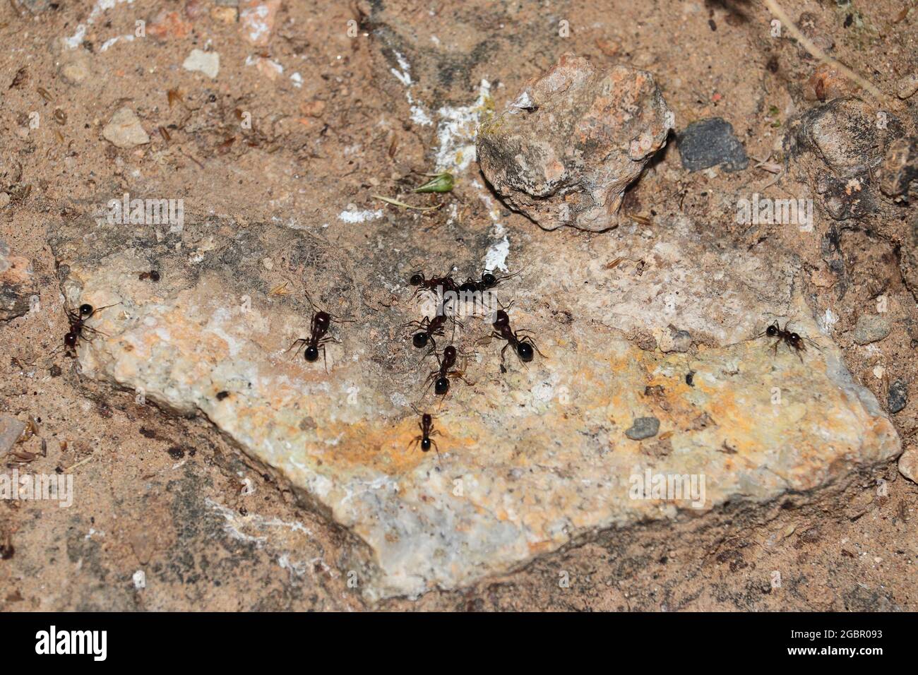 Group black ants fighting insects hi-res stock photography and images ...