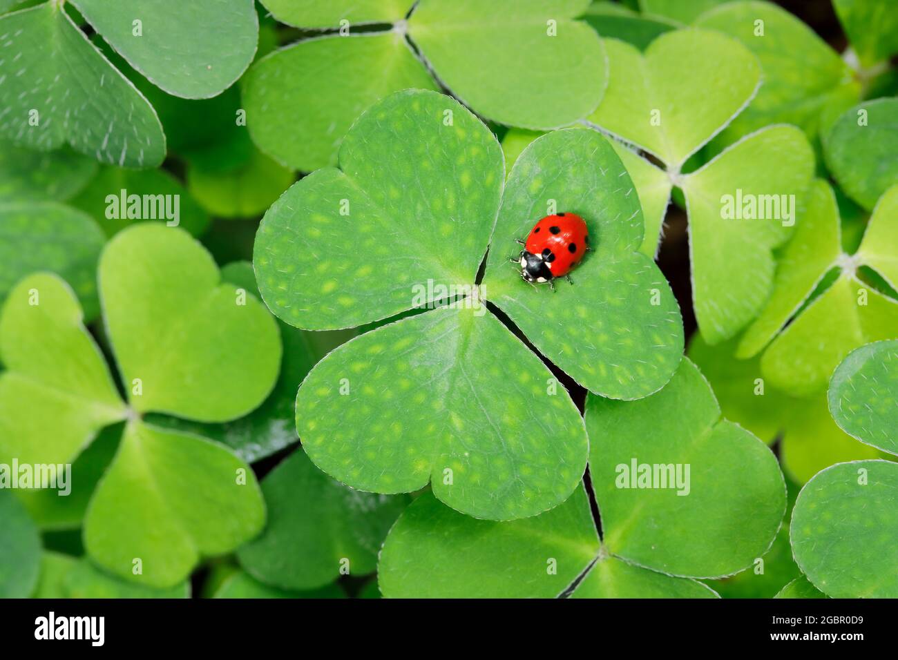 zoology, insects (Insecta), seven-spotted lady beetle on clover, Switzerland, NO-EXCLUSIVE-USE FOR FOLDING-CARD-GREETING-CARD-POSTCARD-USE Stock Photo