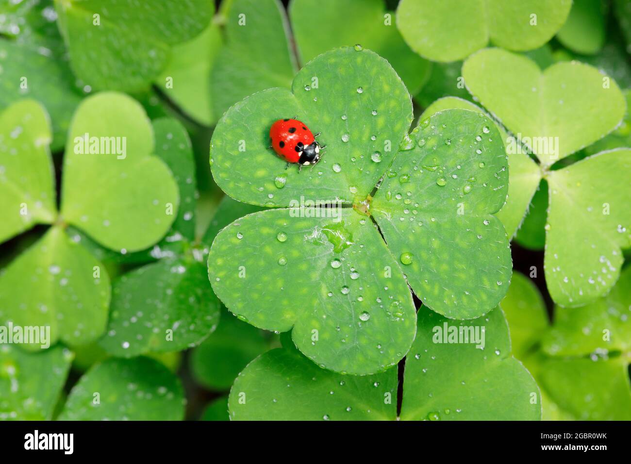 zoology, insects (Insecta), seven-spotted lady beetle on clover, Switzerland, NO-EXCLUSIVE-USE FOR FOLDING-CARD-GREETING-CARD-POSTCARD-USE Stock Photo