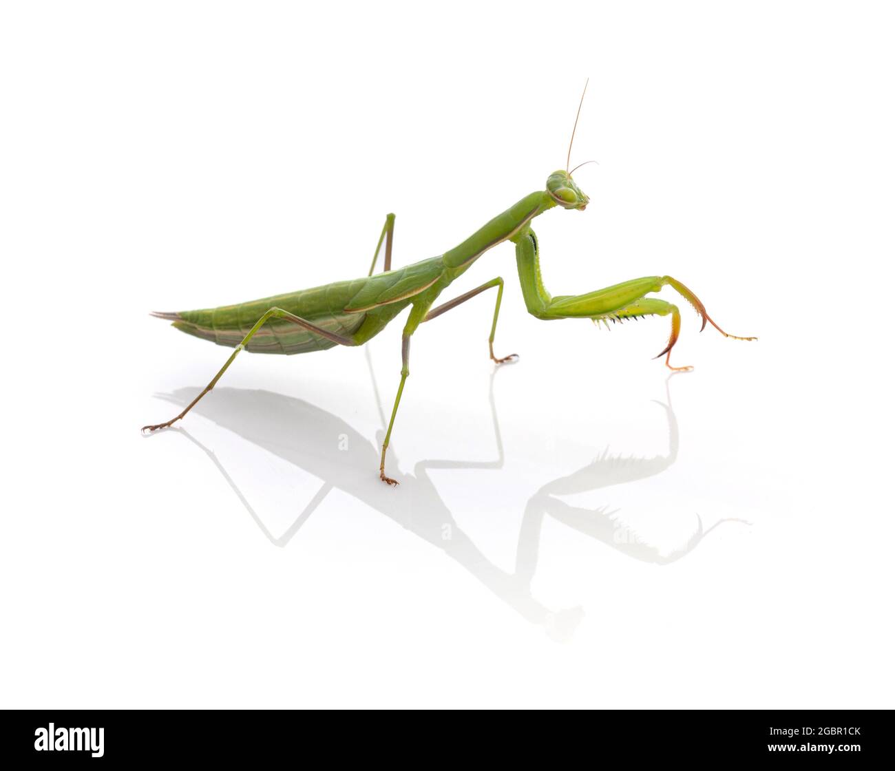 Juvenile praying mantis (Mantis religiosa) on a white background Stock