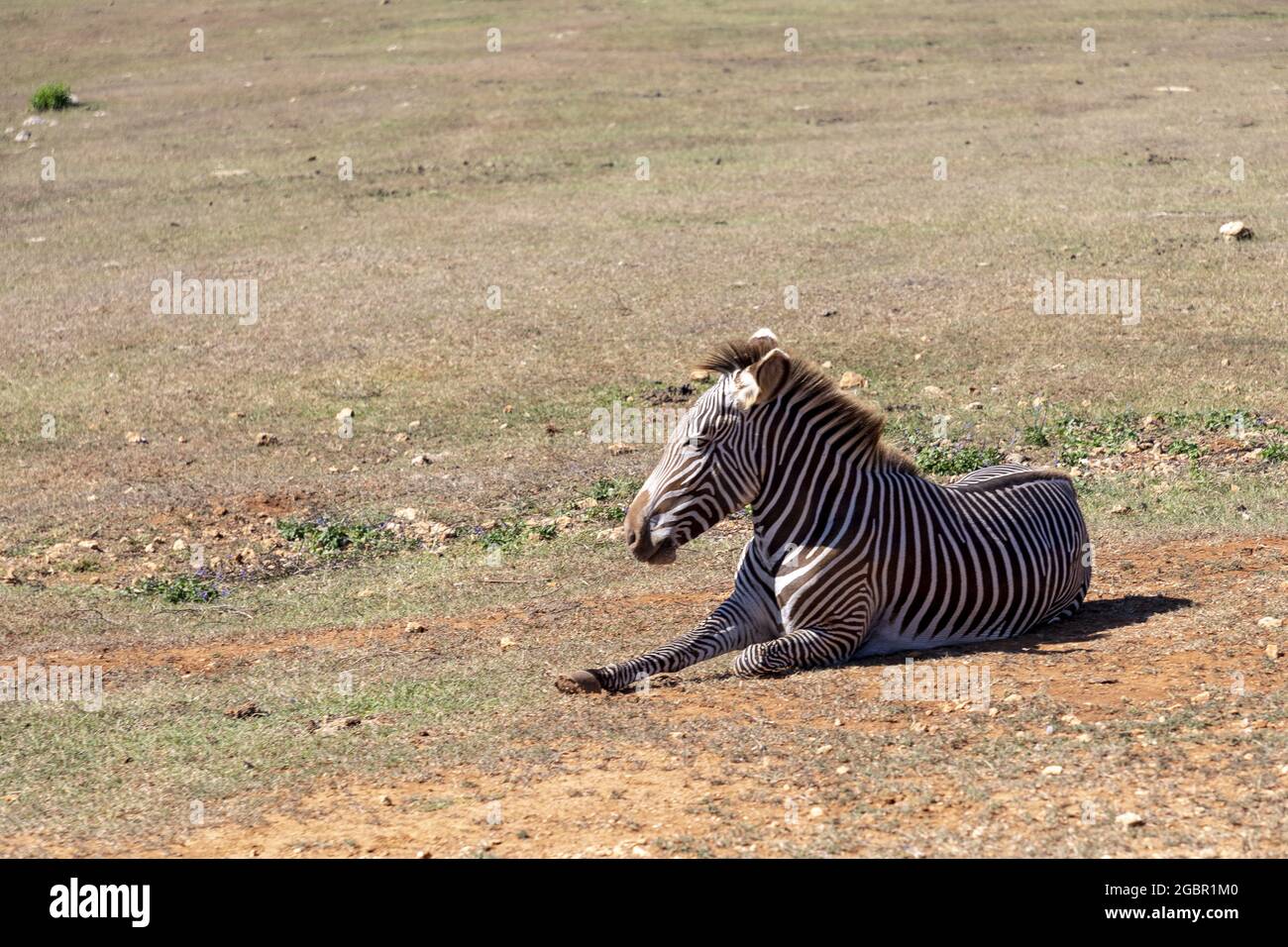 Zebra africa desert hi-res stock photography and images - Alamy