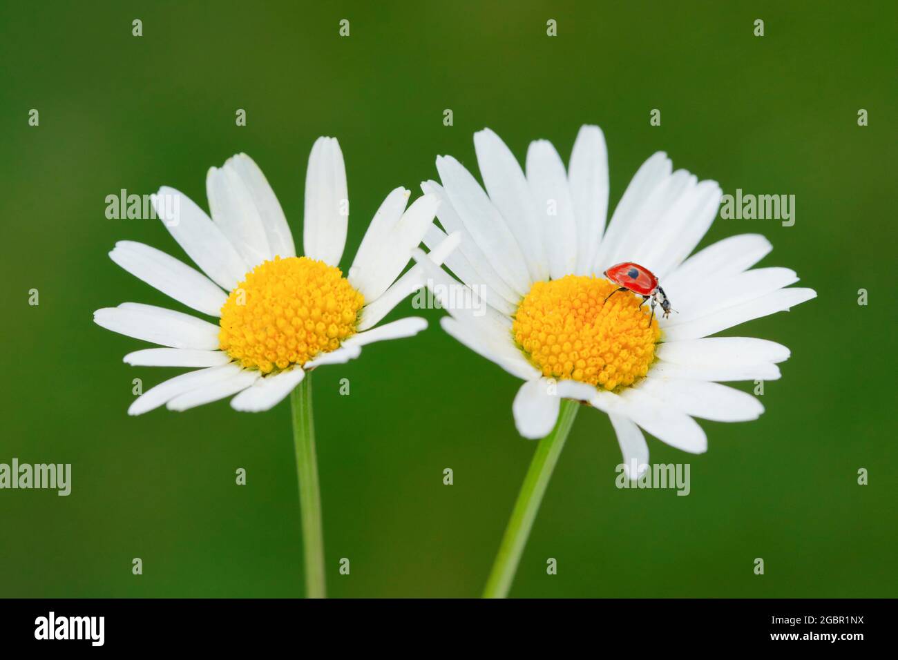 zoology, insects (Insecta), two-spot ladybird on marguerite, Switzerland, NO-EXCLUSIVE-USE FOR FOLDING-CARD-GREETING-CARD-POSTCARD-USE Stock Photo