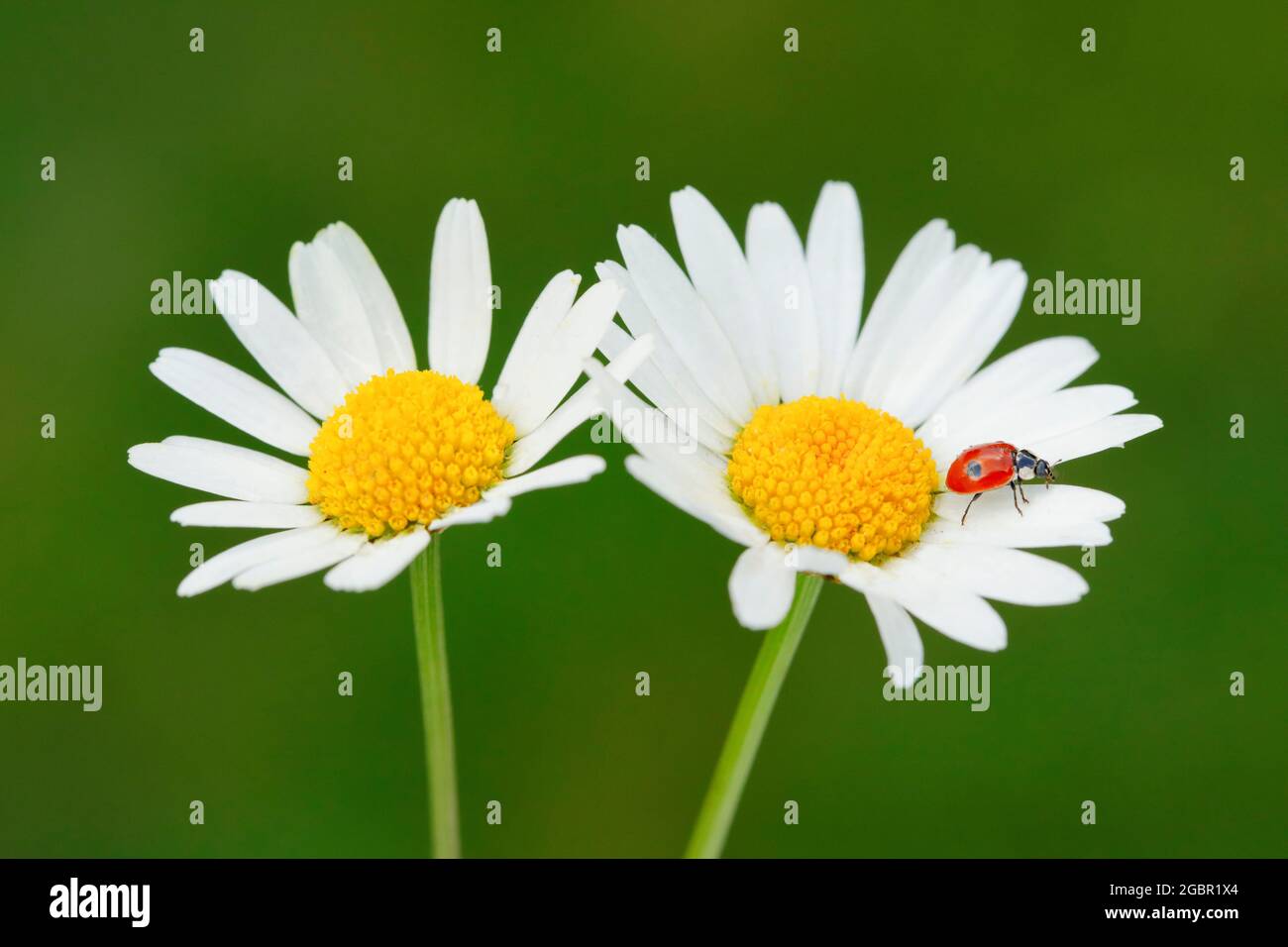 zoology, insects (Insecta), two-spot ladybird on marguerite, Switzerland, NO-EXCLUSIVE-USE FOR FOLDING-CARD-GREETING-CARD-POSTCARD-USE Stock Photo