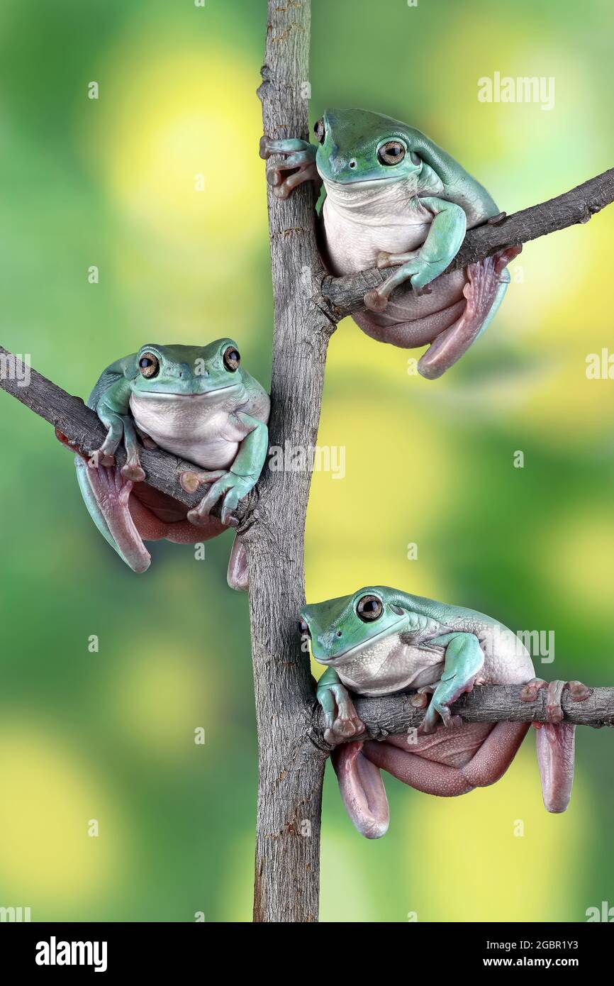tree frogs perched on a branch, dumpy frog Stock Photo