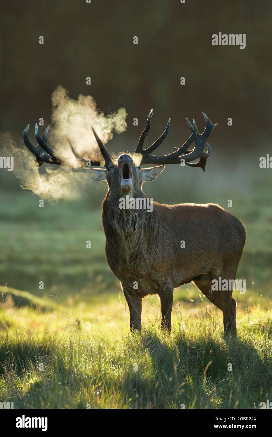 zoology, mammal (mammalia), red deer, Cervus elaphus, NO-EXCLUSIVE-USE FOR FOLDING-CARD-GREETING-CARD-POSTCARD-USE Stock Photo