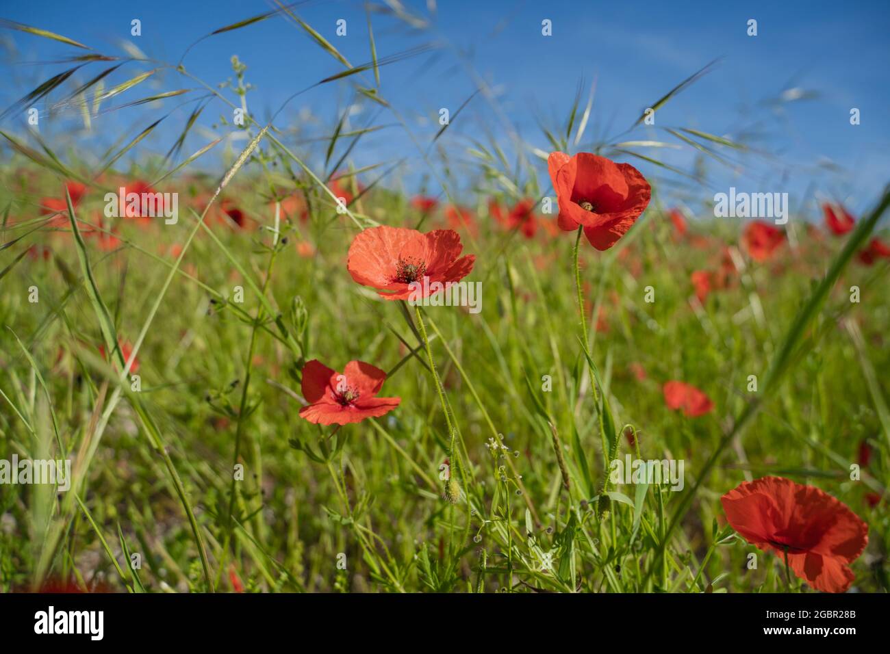 Poppies and grasses hi-res stock photography and images - Alamy