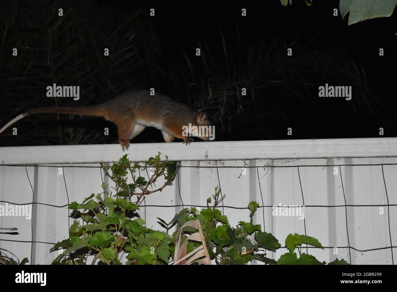PORT STEPHENS, AUSTRALIA Jan 15, 2017 A possum climbing on a fence