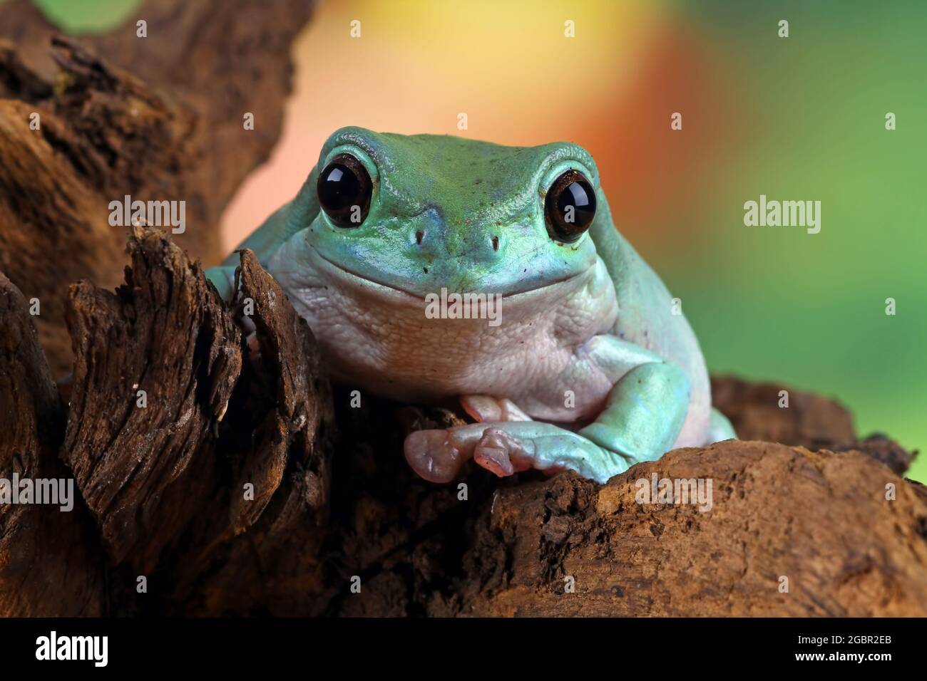 Closeup tree frog on wood, dumpy frog Stock Photo