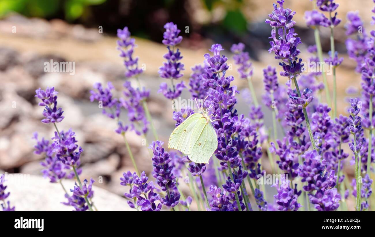 Brimstone butterfly feeds on nectar from fragrant lavender flowers. Plants that attract butterflies and other insects. Landscaping in Mediterranean st Stock Photo