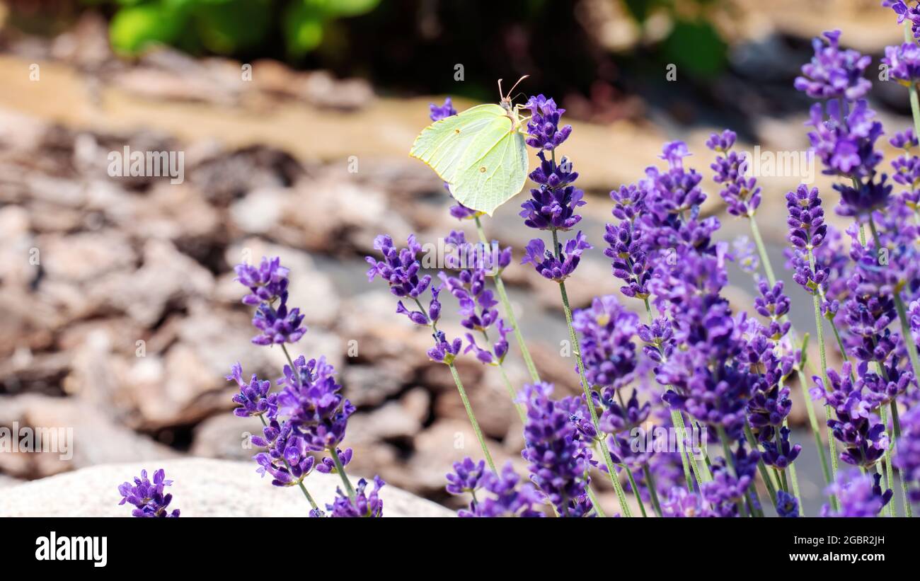 Attract butterflies hires stock photography and images Alamy