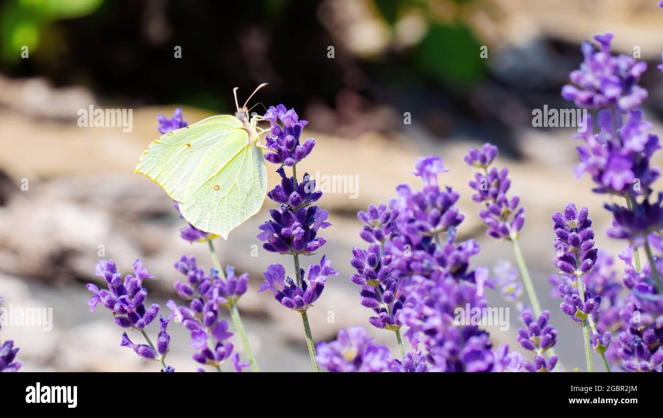 Macro photo of a yellow butterfly sitting on purple lavender flowers with copy space. Brimstone butterfly feeds on nectar from fragrant lavender flowe Stock Photo