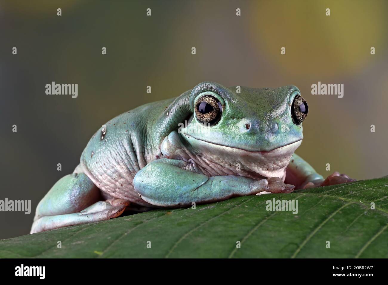 Tree frog sitting on a leaf, dumpy frog close-up Stock Photo