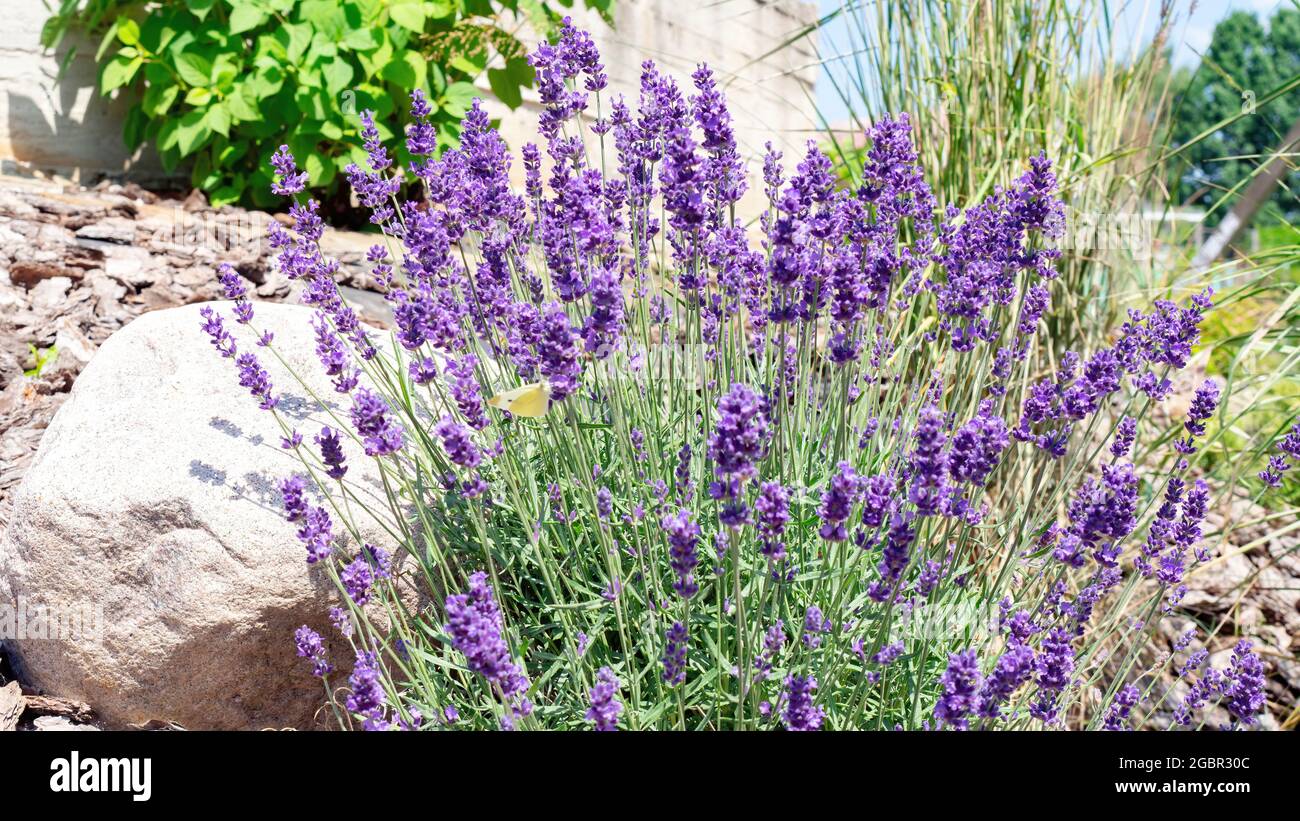 Fragrant lavender bush in the garden. Growing lavender in a rocky