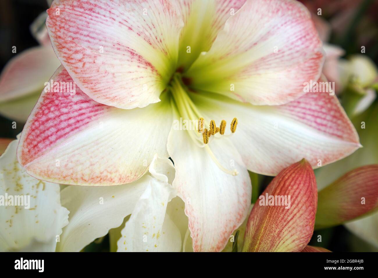 Beautiful blooming flower close-up photo Stock Photo