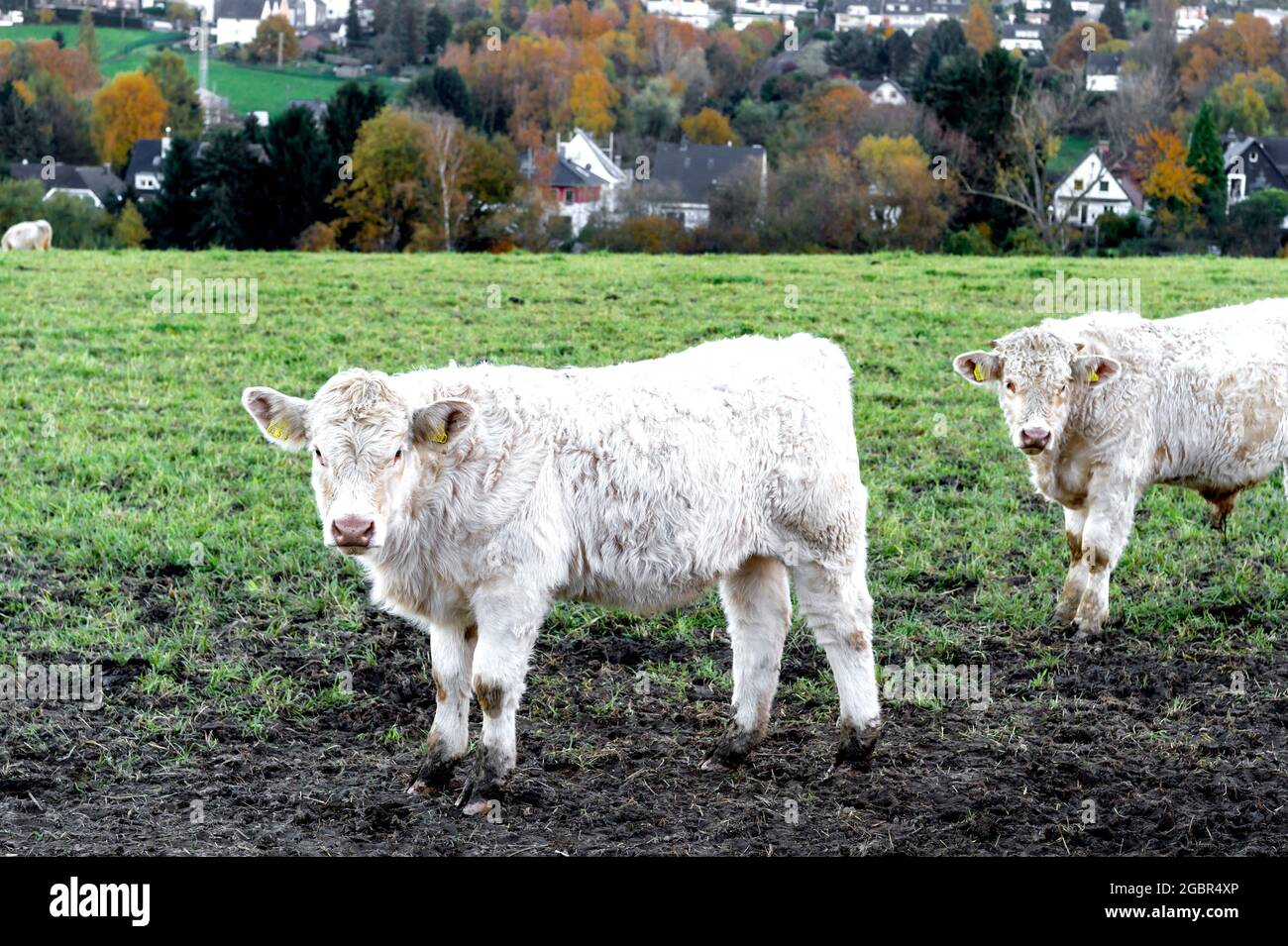 Cows outdoor, munching hay: Kuehe auf der Weide, Heu fressend Stock Photo