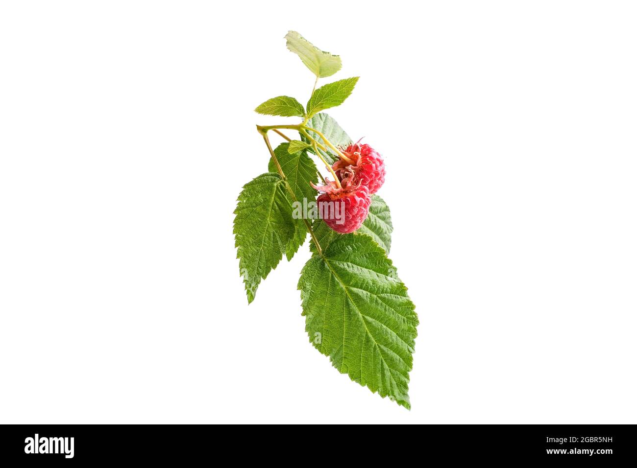 Red Raspberry Branch Branch of red raspberries with green leaves on white background ...