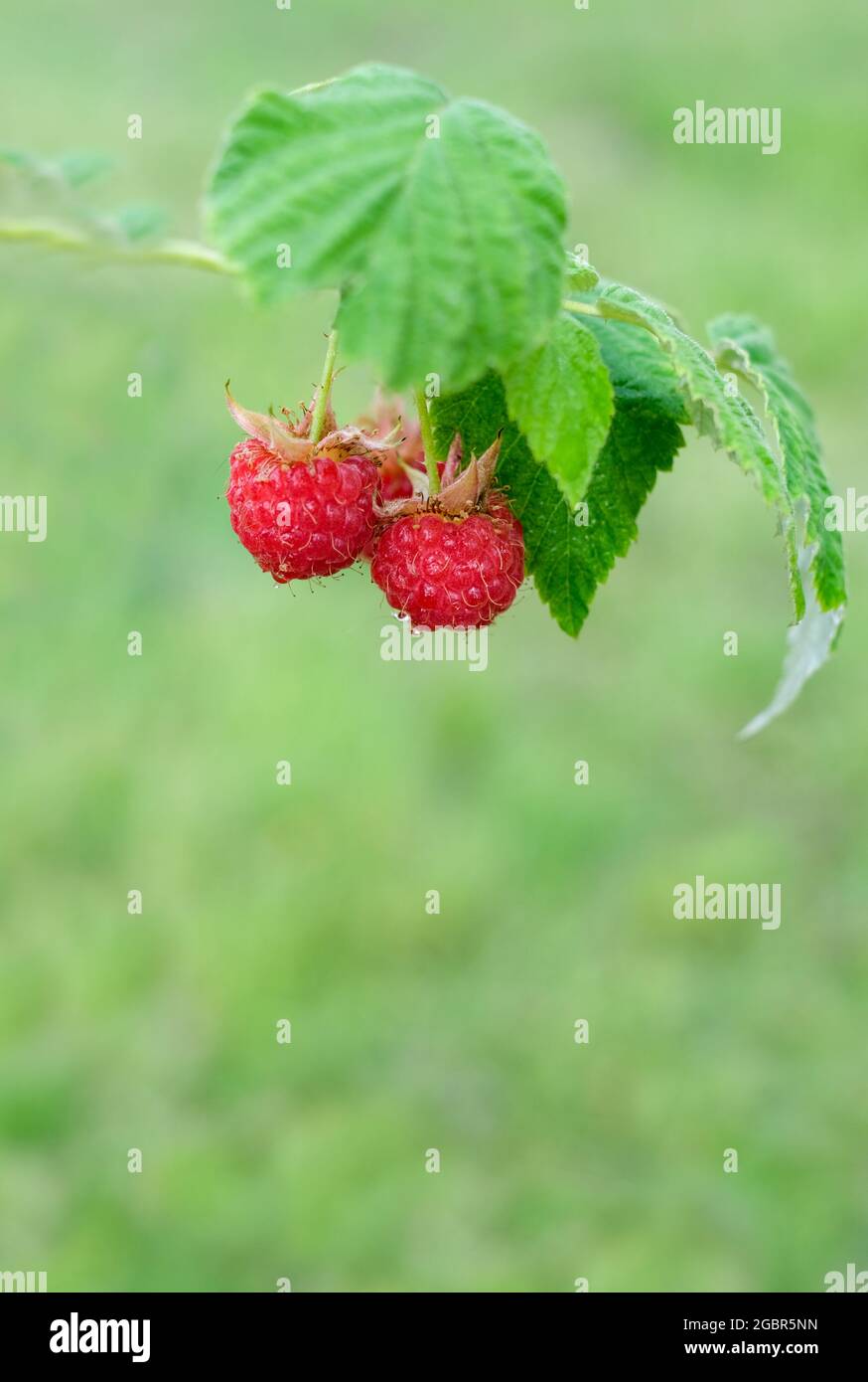 Red Raspberry Branch Raspberry branch hi-res stock photography and images - Alamy