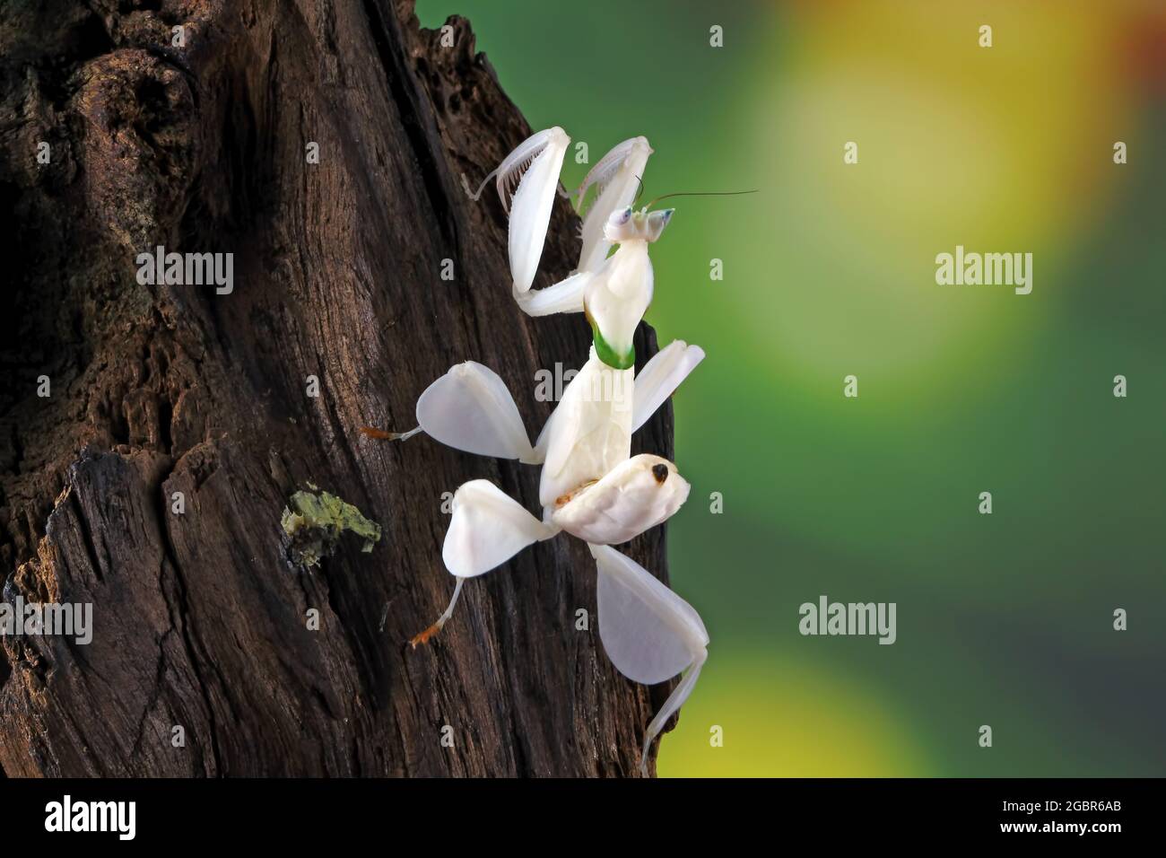 Orchid mantis on a branch Stock Photo