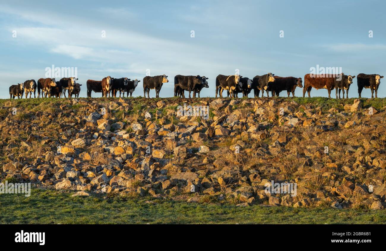 Herd of New Zealand cattle on top of a hill made of rocks Stock Photo