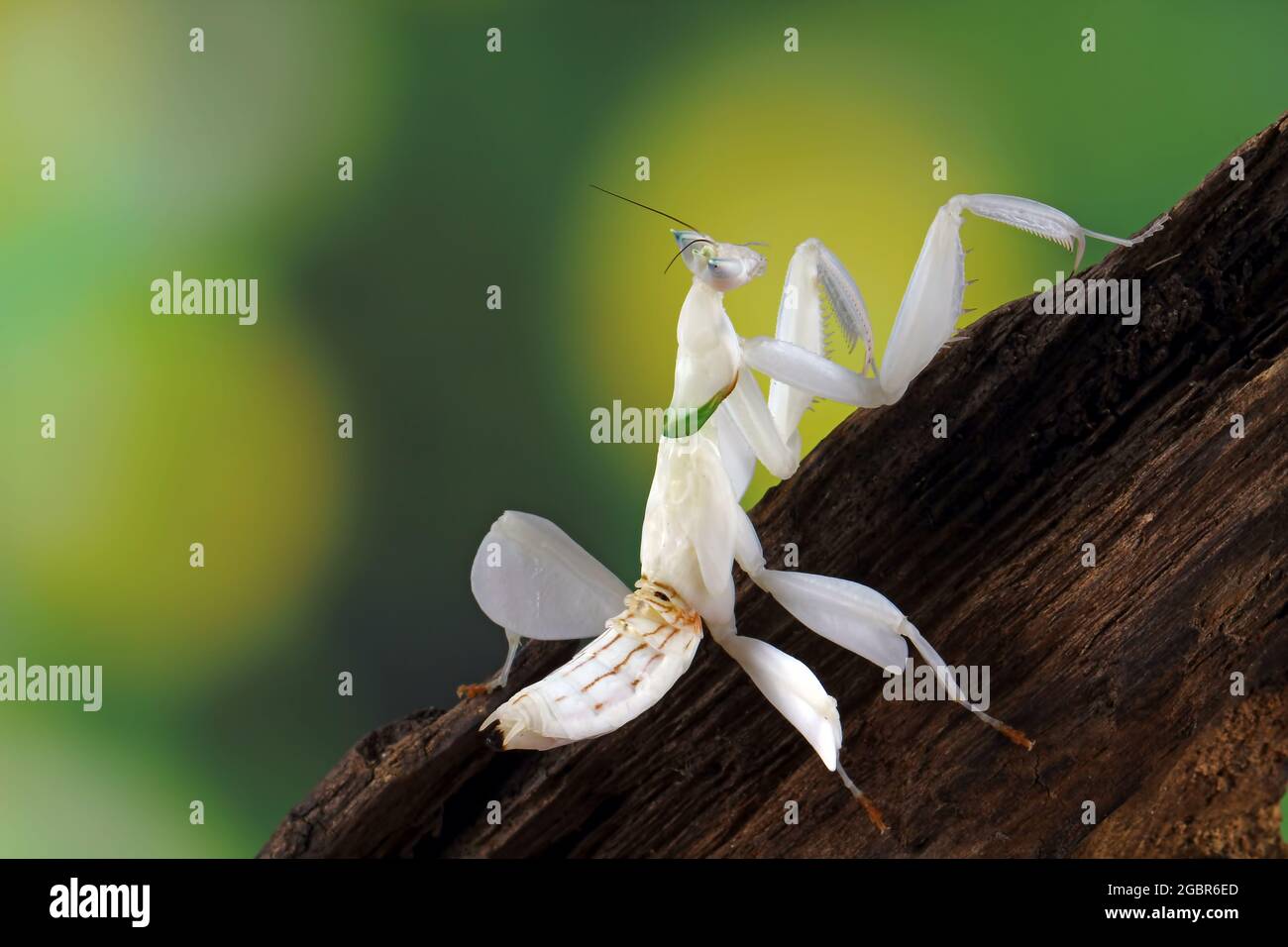 Orchid mantis on a branch Stock Photo