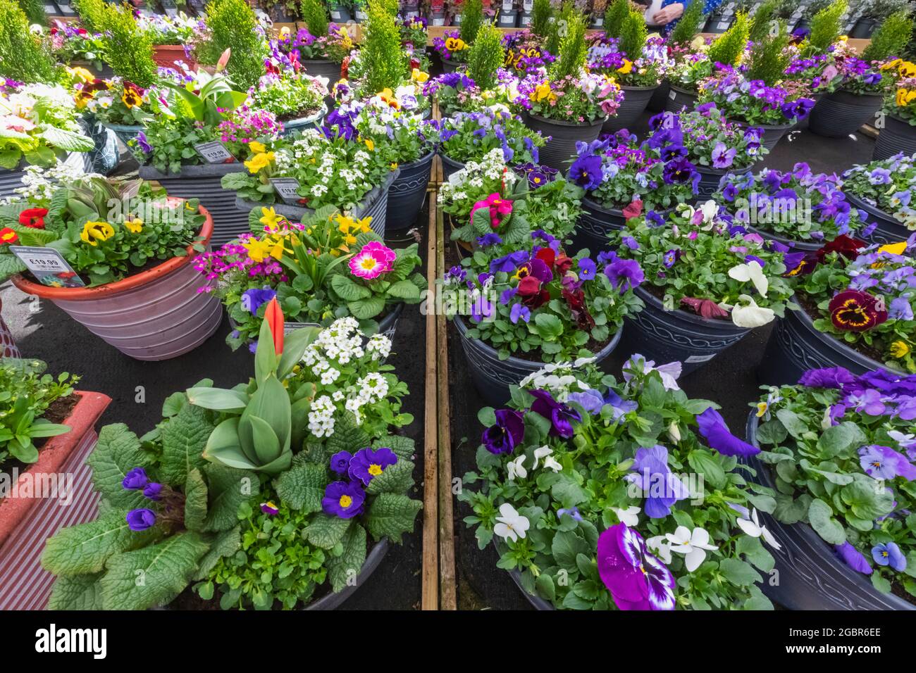 Hillier garden centre hi-res stock photography and images - Alamy
