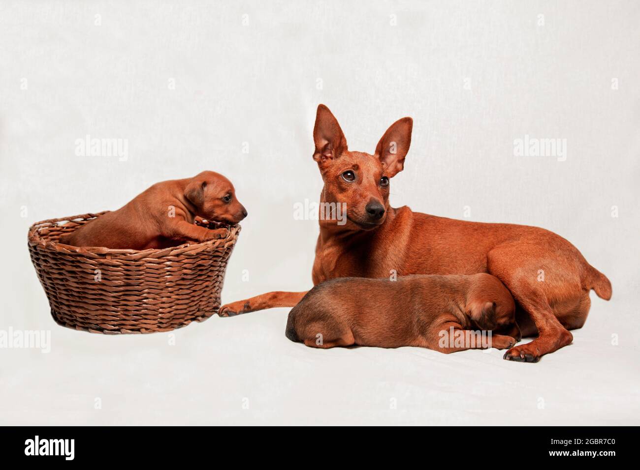 A puppy in a wicker basket. Mothers and babies. Charming pets. Cute animals. Small dogs with a big dog on a white background.  Stock Photo