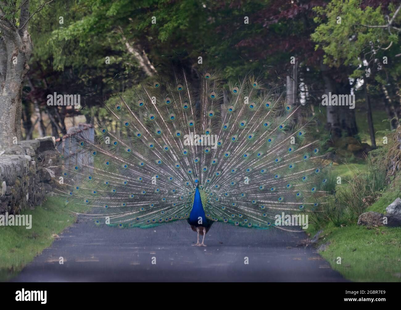 A peacock, pavo linnaeus, blocking road by displaying its plumage, Mull, Scotland Stock Photo