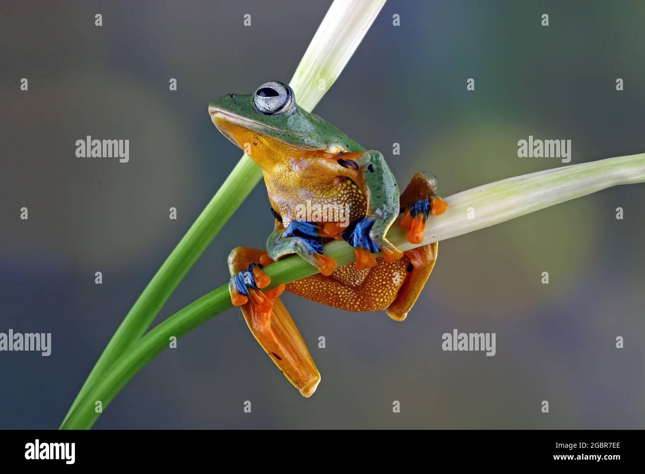 Java tree frog on a branch Stock Photo Alamy