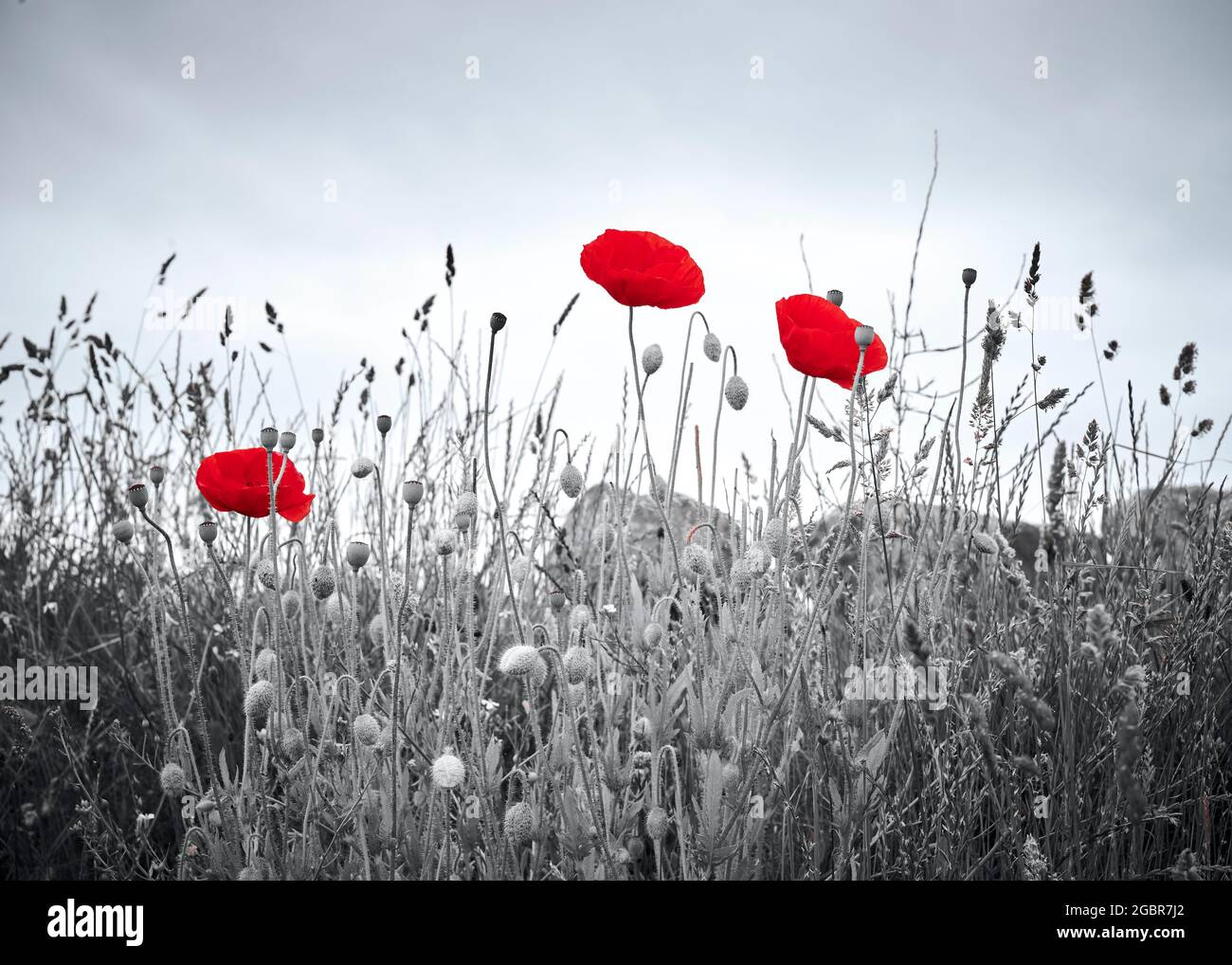 Black and white poppies hi-res stock photography and images - Alamy