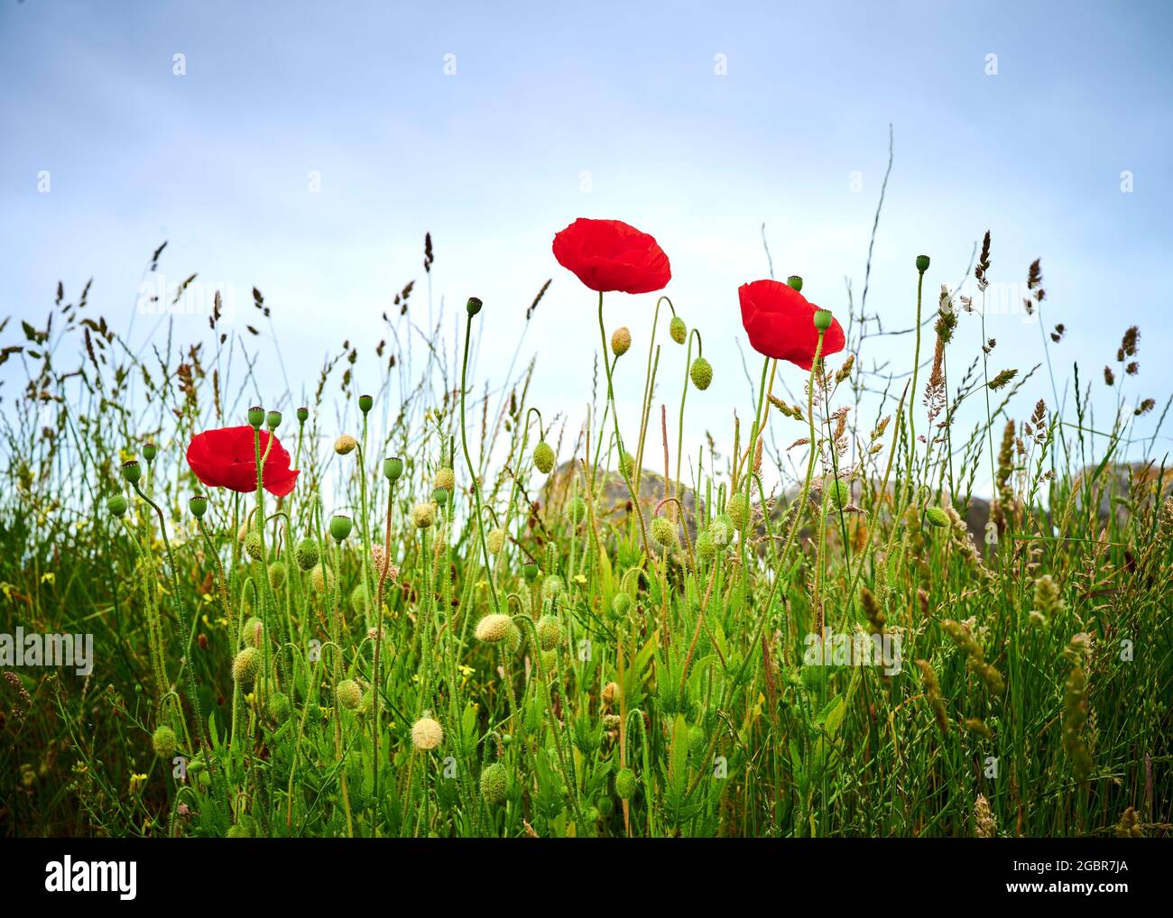Poppies in meadow hi-res stock photography and images - Alamy