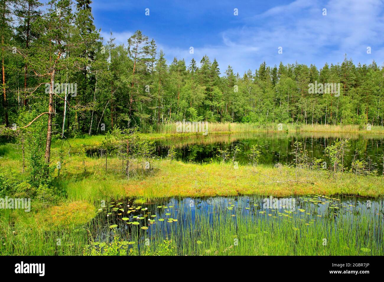 Small marshland lake Kolmperä in Salo, South of Finland, on a beautiful day of summer. June 2021, Stock Photo