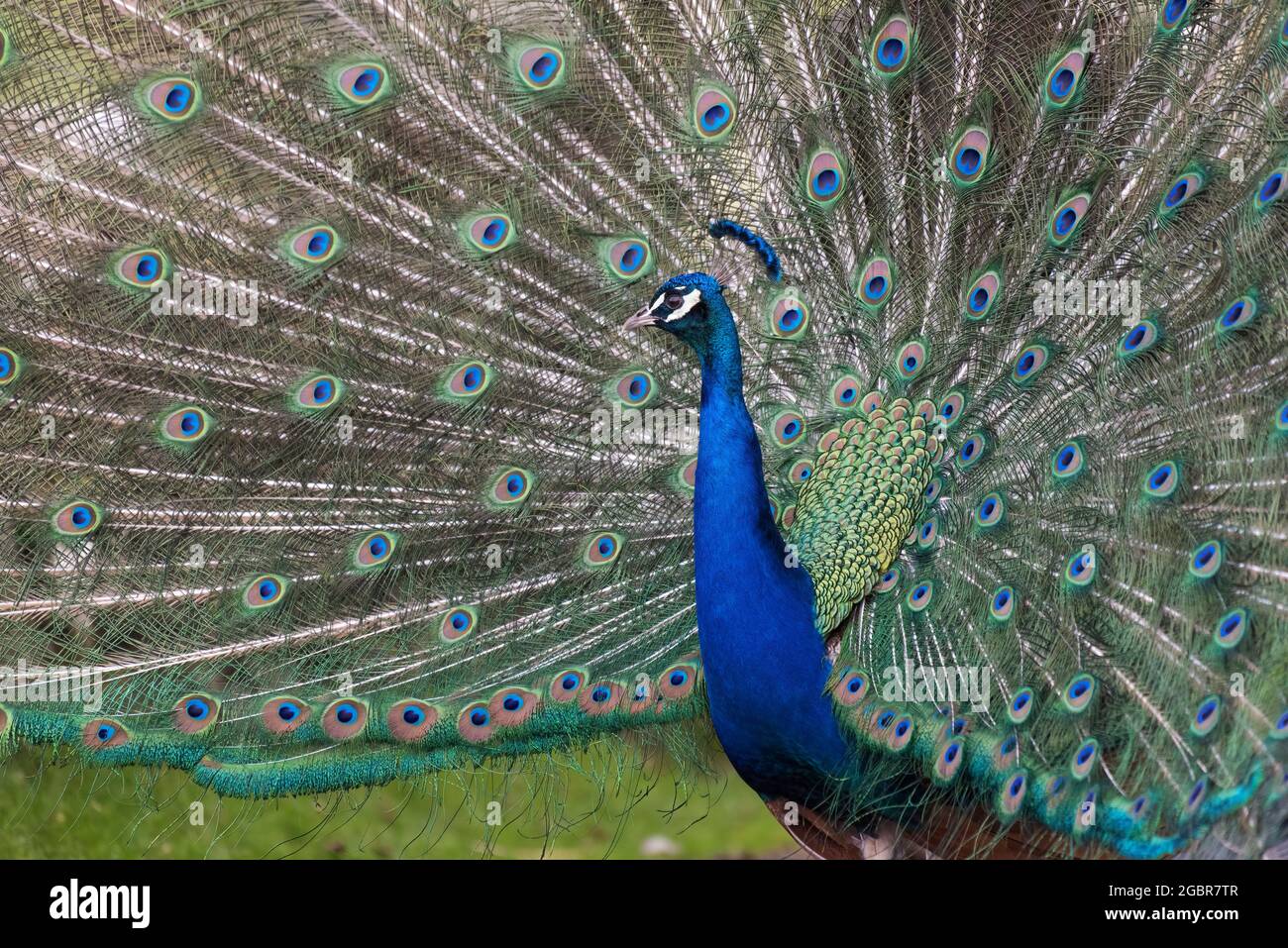 A peacock, pavo linnaeus, displaying its plumage, Mull, Scotland Stock Photo