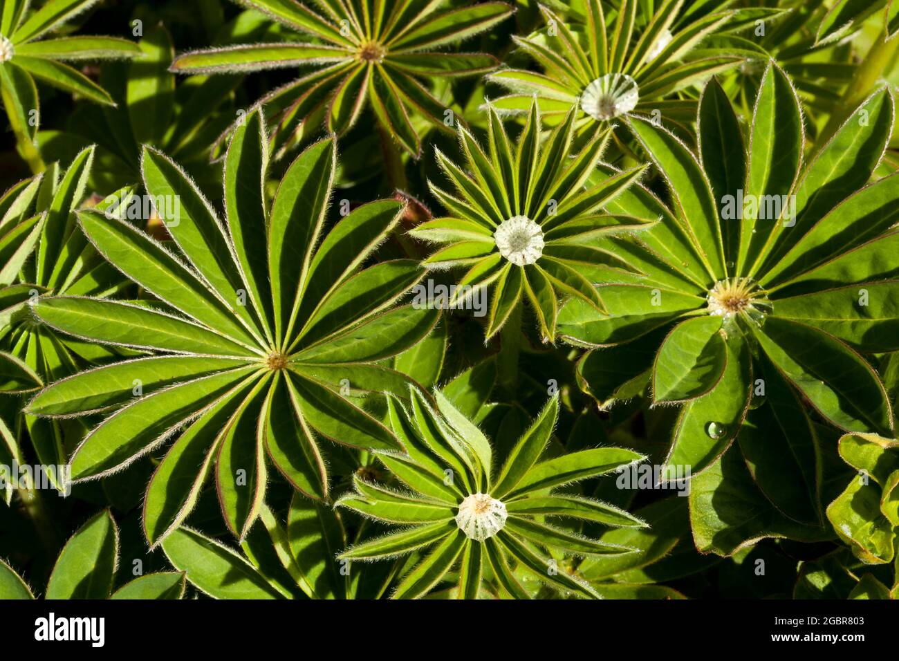 Lupin plant leaves with water droplets Stock Photo