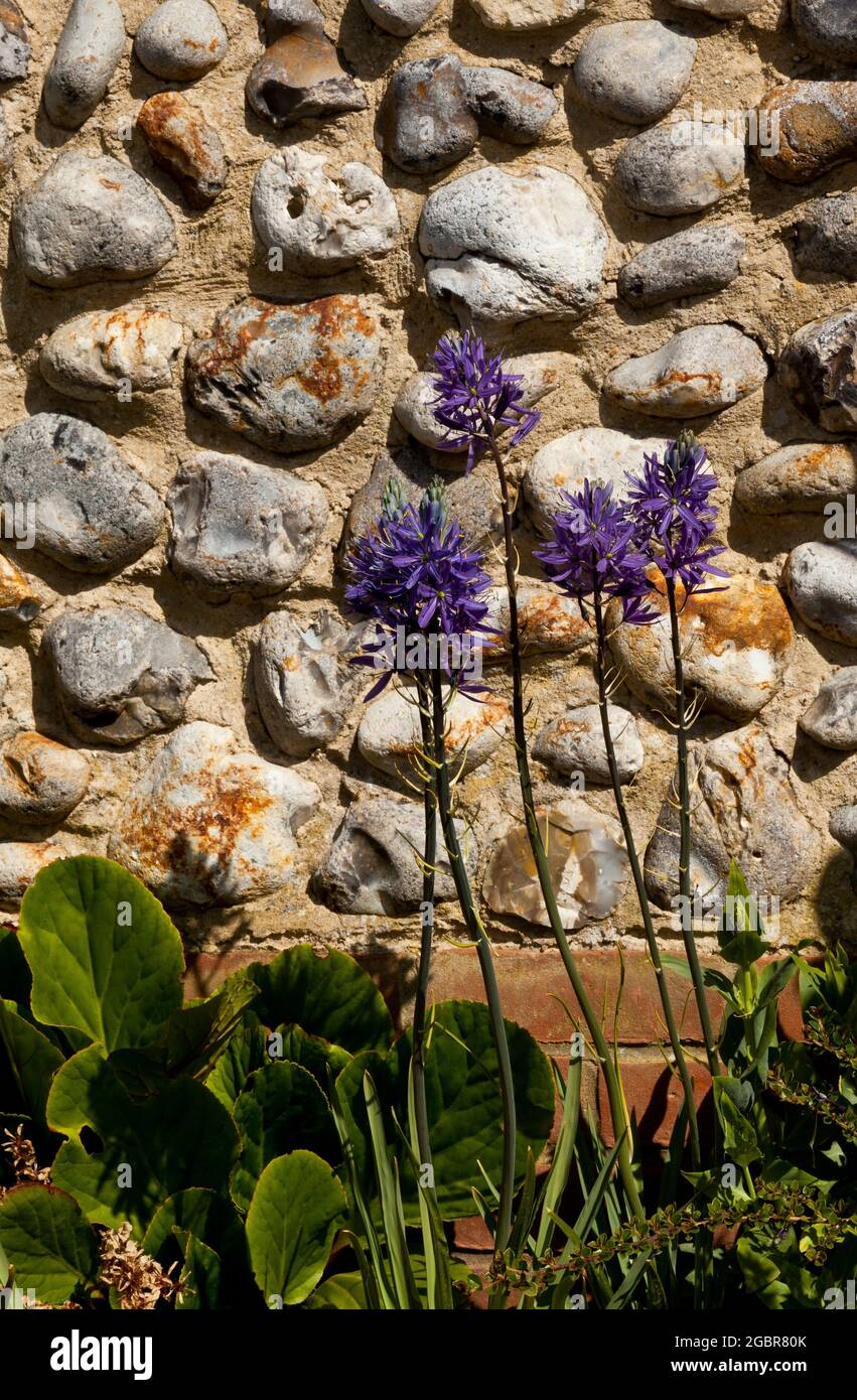 Camassia flowers with a cobbled wall background Stock Photo