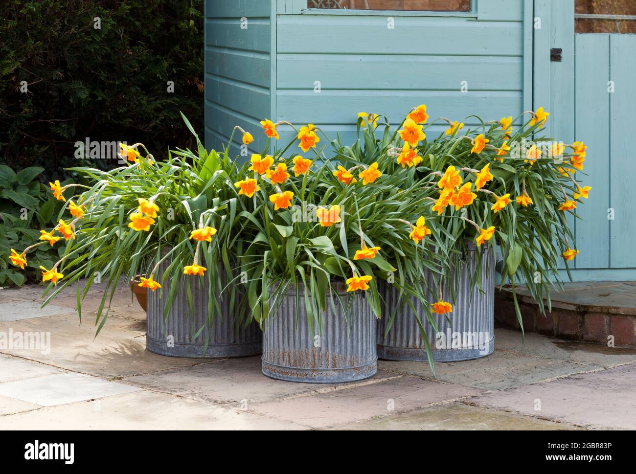 Narcissi flowers in galvanised planters Stock Photo