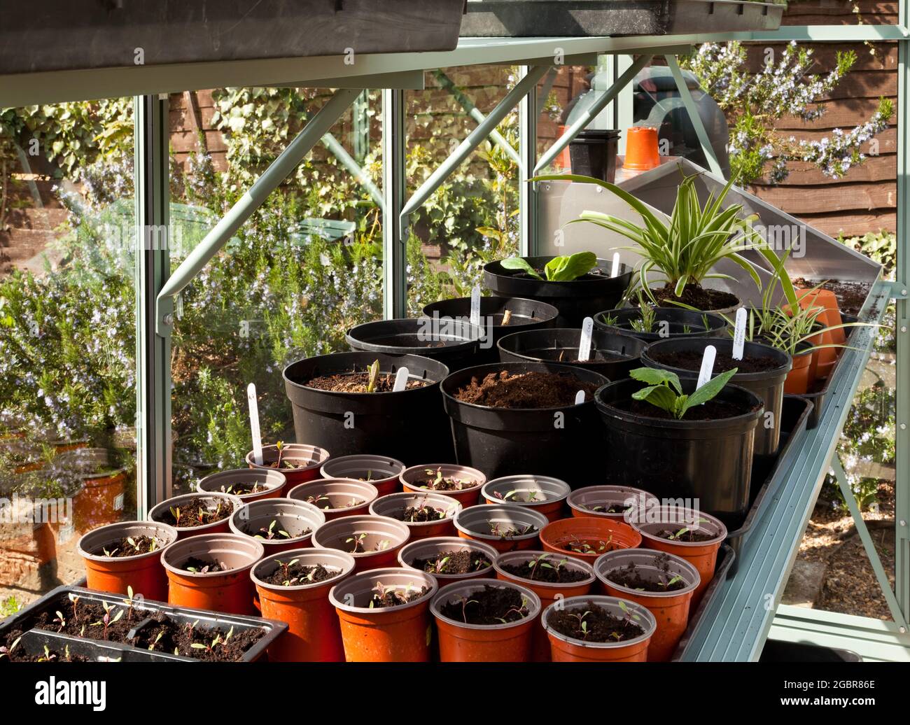 Plants growing in a greenhouse Stock Photo - Alamy
