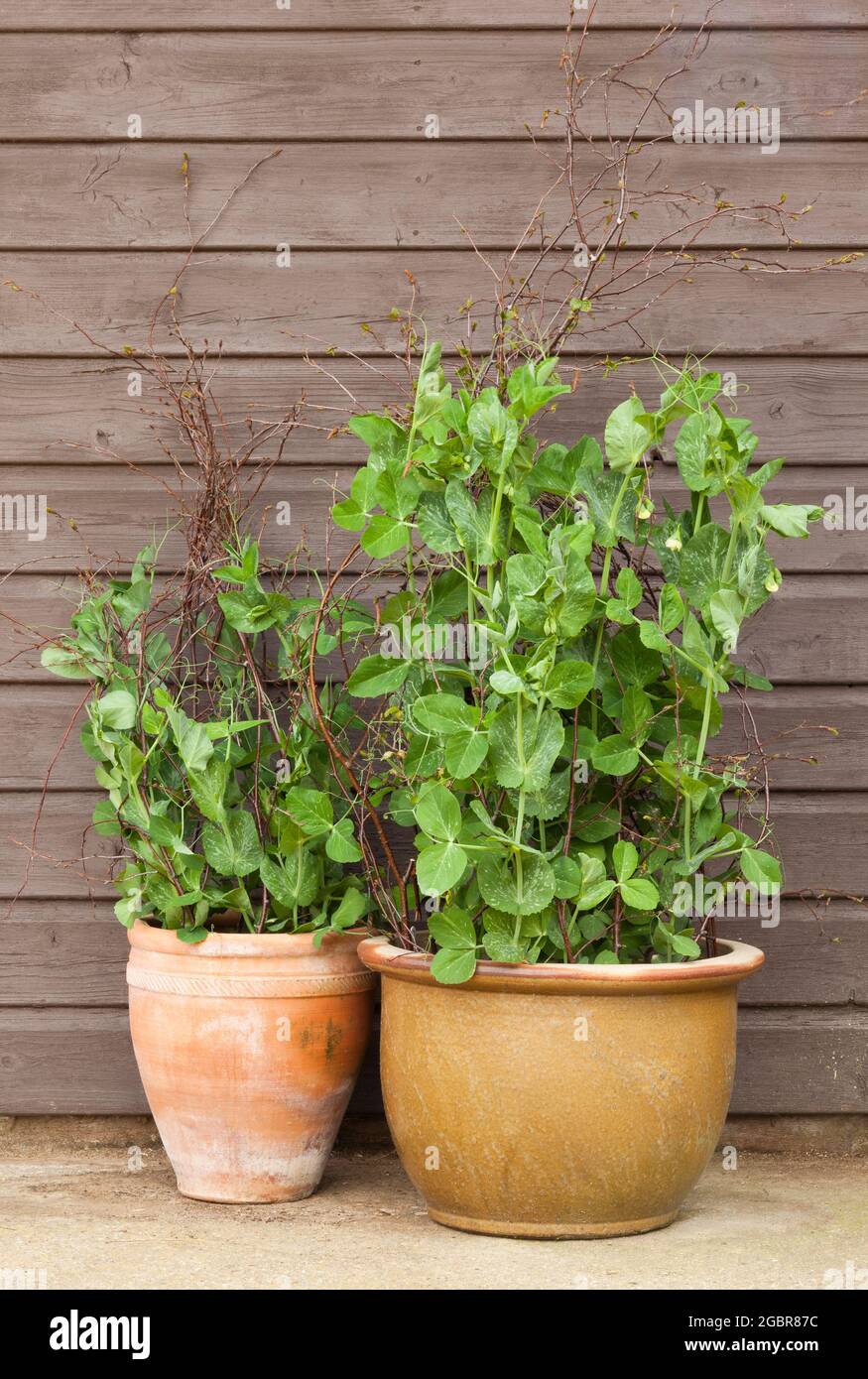 Two pots of edible pea plants Stock Photo