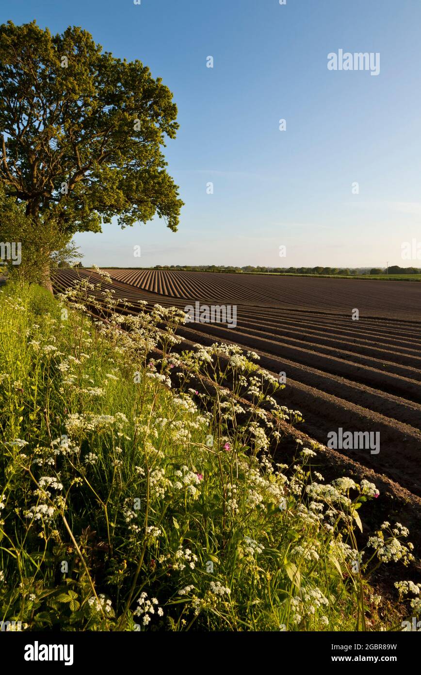 Wildflower hedge surrounding a potato field Stock Photo