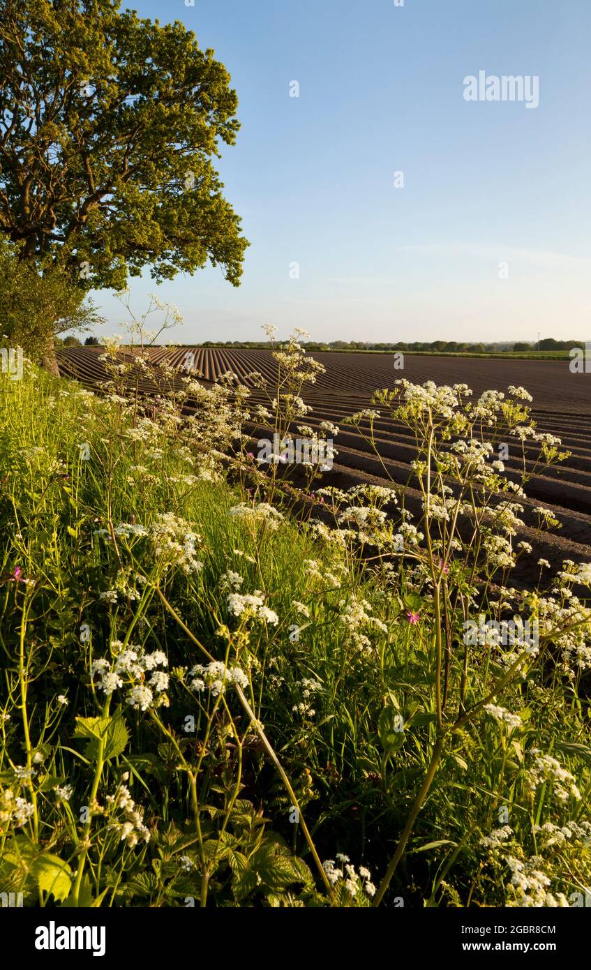 Wildflower hedge surrounding a potato field Stock Photo