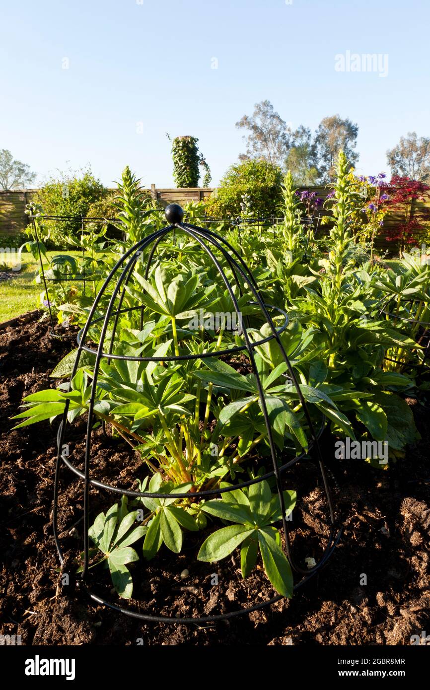 Metal Plant supports in a garden Stock Photo