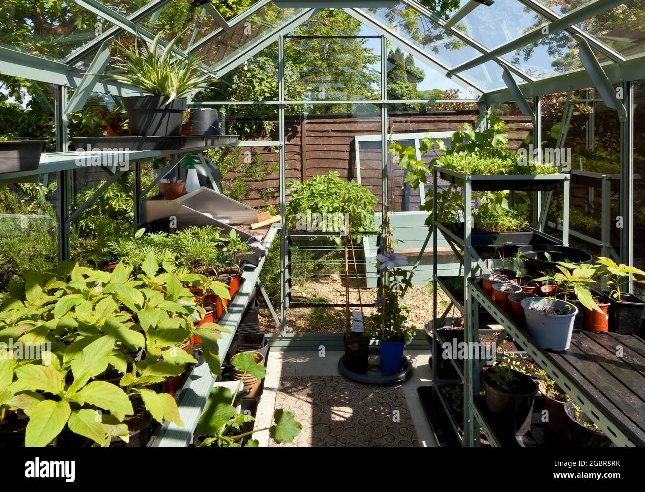 Interior of domestic greenhouse with growing plants Stock Photo