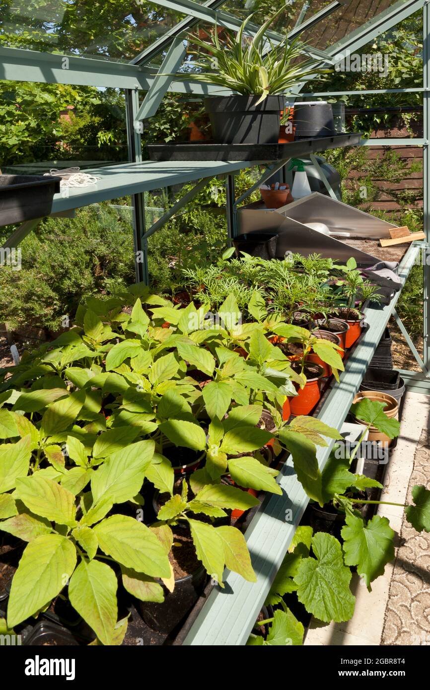 Interior of domestic greenhouse with growing plants Stock Photo