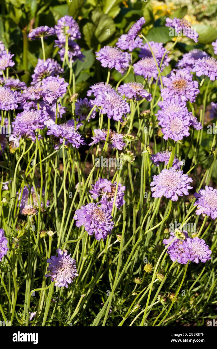 Purple Scabious flowers Stock Photo