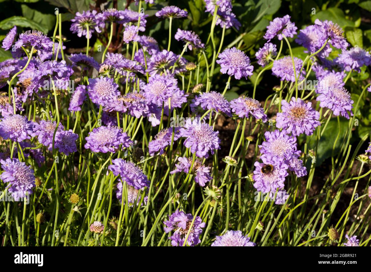 Purple Scabious flowers Stock Photo