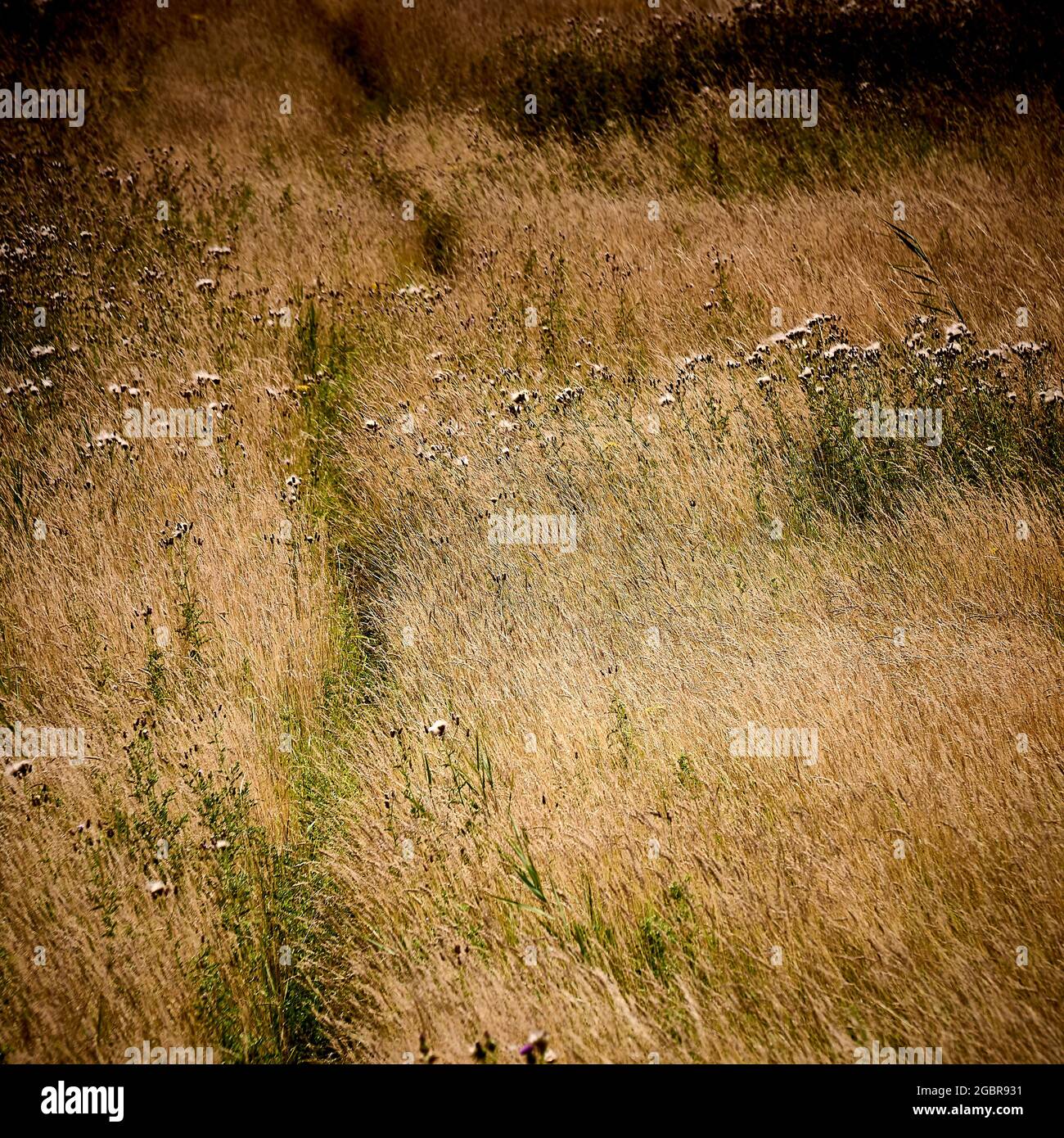 Newly forming pathway through meadow seen from above Stock Photo