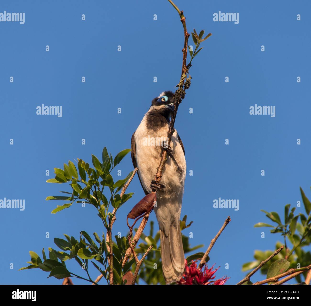 Blue-faced honeyeater (Entomyzon cyanotis) perched on top of  Drunken Parrot Tree (schotia brachypetala), garden, spring, Queensland, Australia. Stock Photo